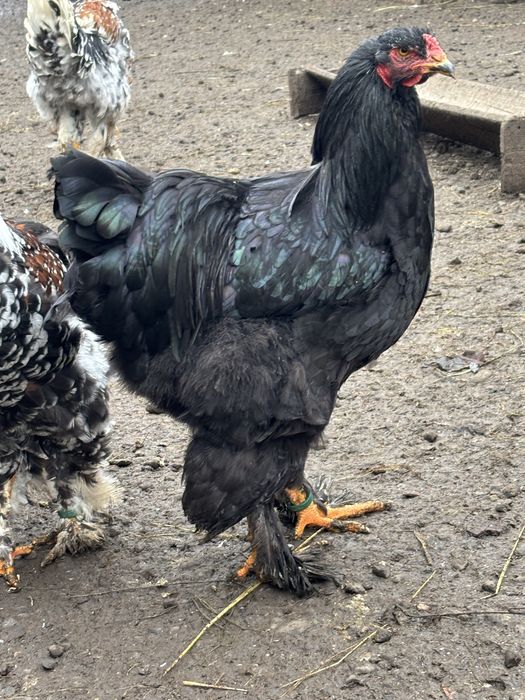 Cocosi brahma de vanzare