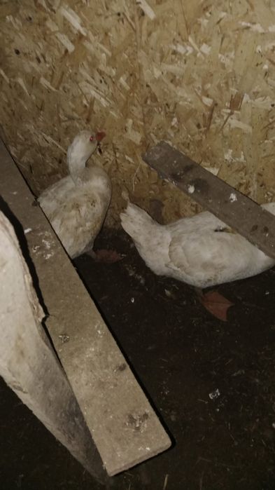 Продам гусей есть торг