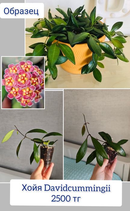 Хойи разные сорта комнатные цветы