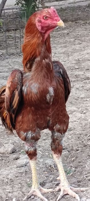 Продам бойцов ого петуха