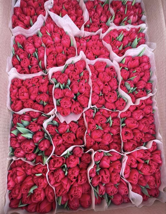 Тюльпаны оптом с бесплатным хранением