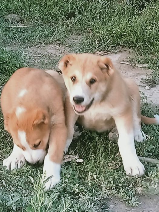 Дендері сау күшік