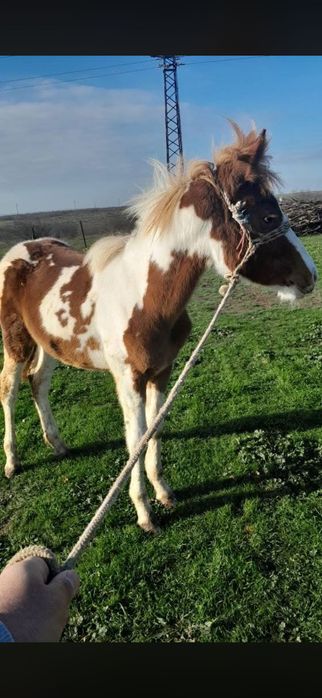 Мъжко конче във отлично здраве!