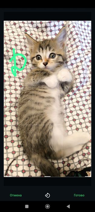 Отдам котят район первой Алматы