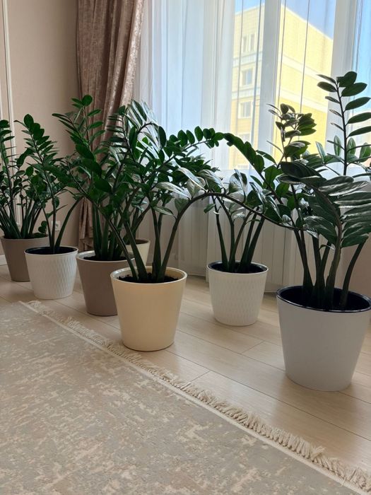 Продам Замиокулькас Долларовое дерево