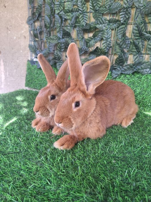 Бургун остались 2 самки 2.5 месяцев