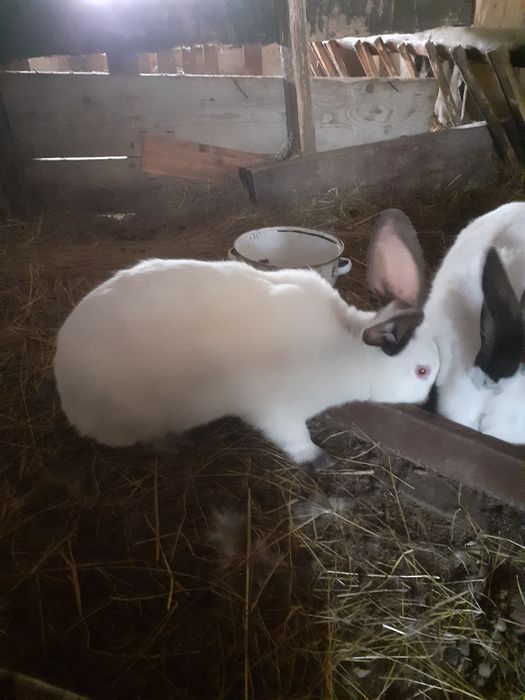 Vând doua iepurite Uriaș de Transilvania