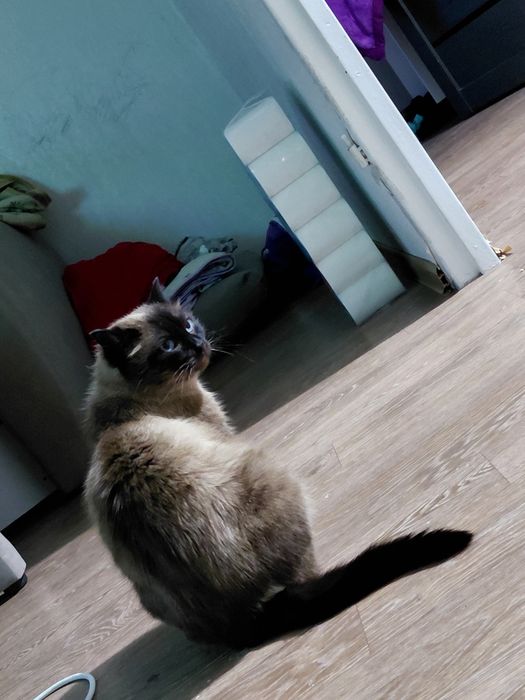 Котёнок 1 годик кастрированный