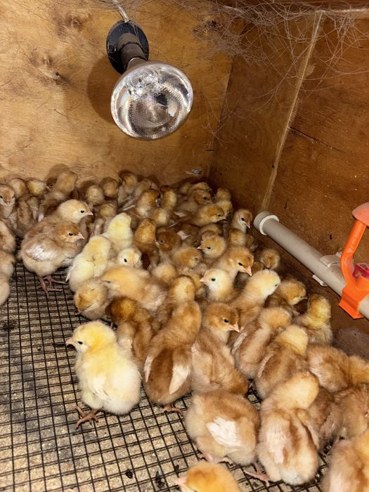 Ломан браун балапандары