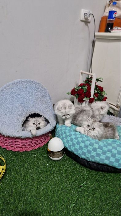 Срочно сотилади хайланд серебристый шиншила