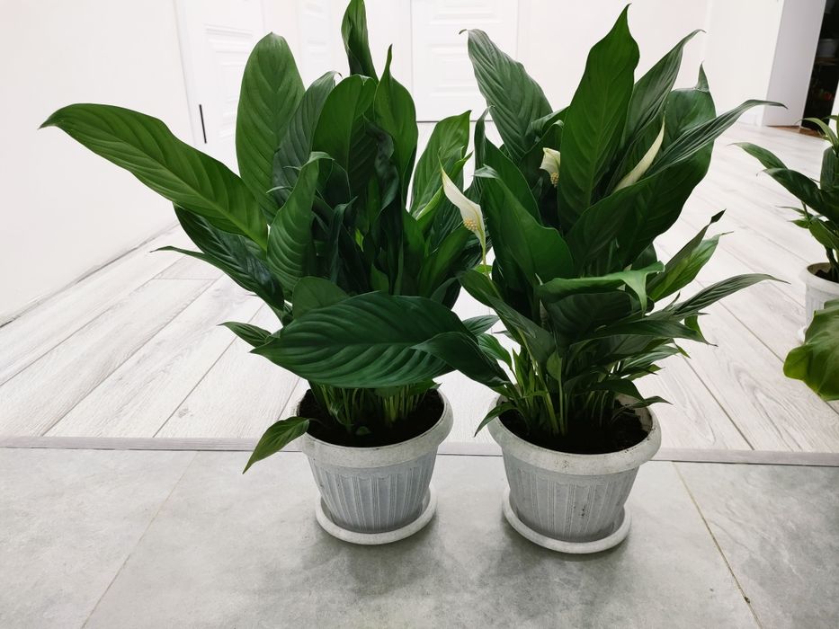 Комнатные цветы, доставка