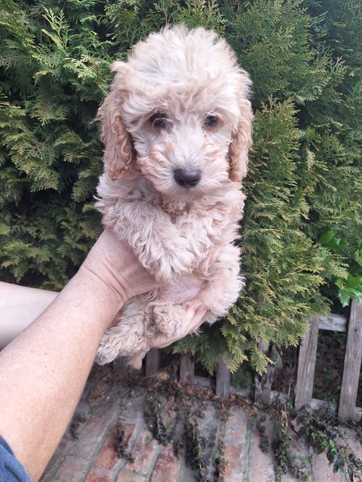 Pudel/Caniche Mascul