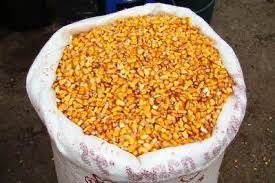 Porumb boabe productia 2024