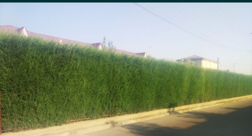 Арчалар яшил девор учун.