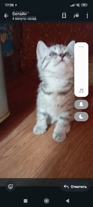 Шотланцы 1,5 месяцев.