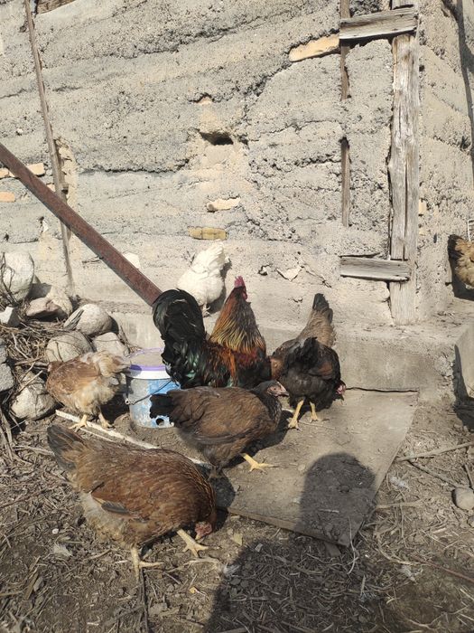 Продам петухов домашных