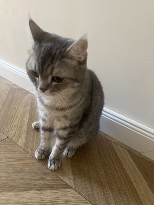 Отдам кота в добрые руки