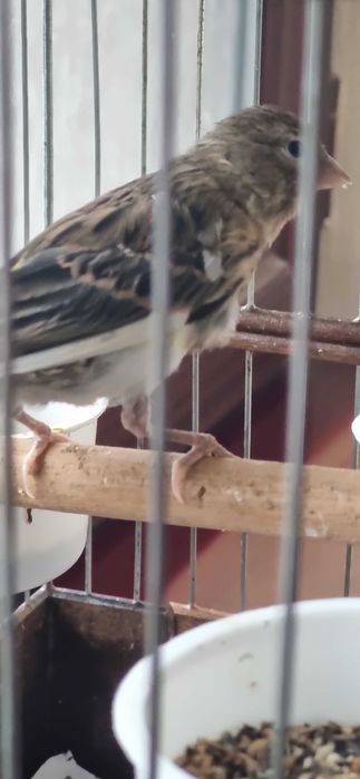 Авле молодойла 3-4 ойлик -  жуда тетик ва чиройли