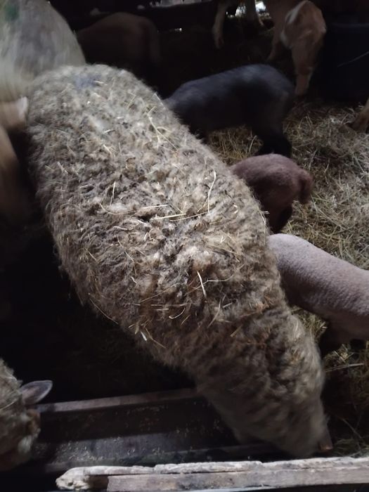 Vând oi tinere cu miei și gestante