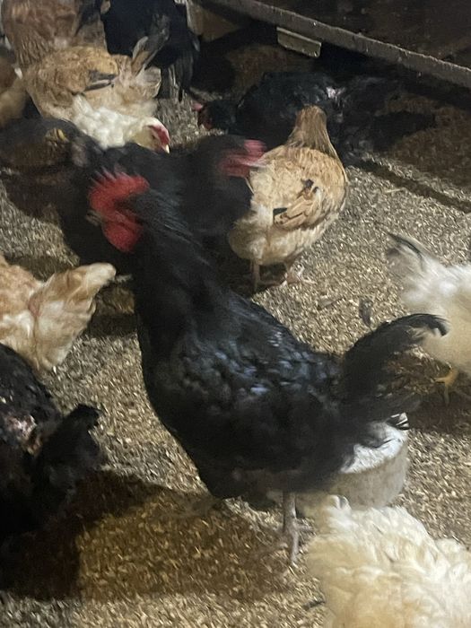 Джерсийский гигант