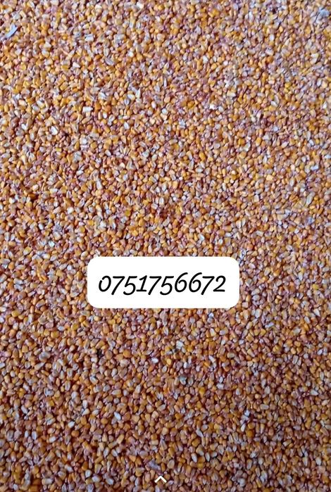 Porumb pioner recolta proprie