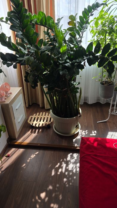 Planta ghiveci zamioculcas 150 cm