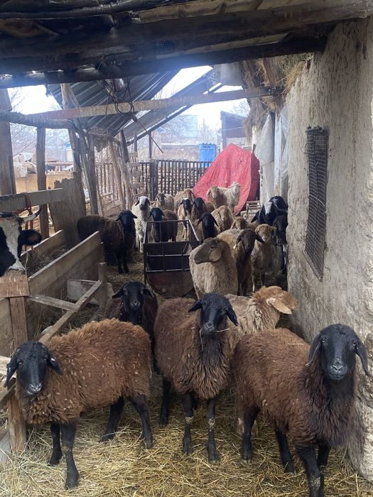 Семіз жемде тұрған тоқтылар