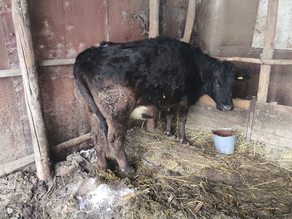 Продам молодую корову