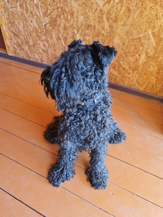 Пропала собака в районе казправды