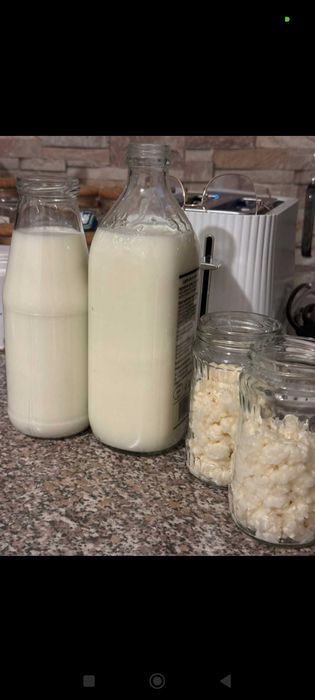 Ciupercă/granule de Chefir