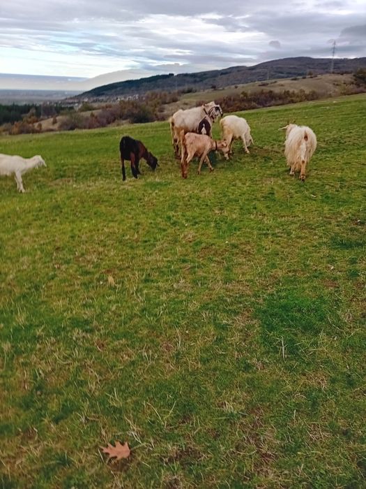 Кози и пръчове..