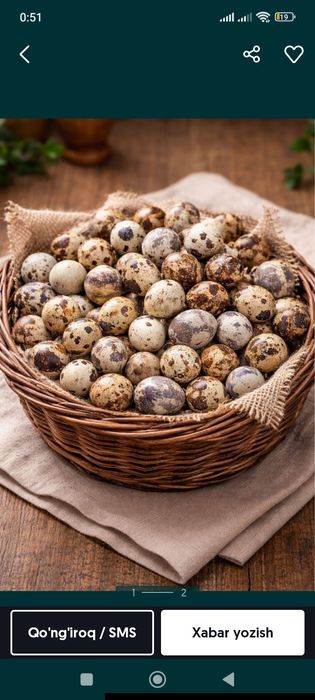 Bedana yapon mojor beli gigant bedana lari bor tuxumi joʻjasi 1 oylgi