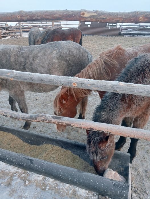 Продам тай с откорма