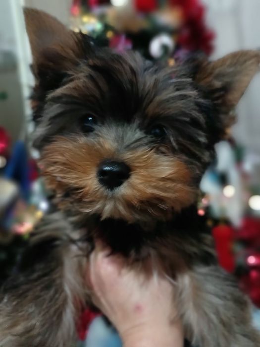 Йоркширские терьеры мальчики