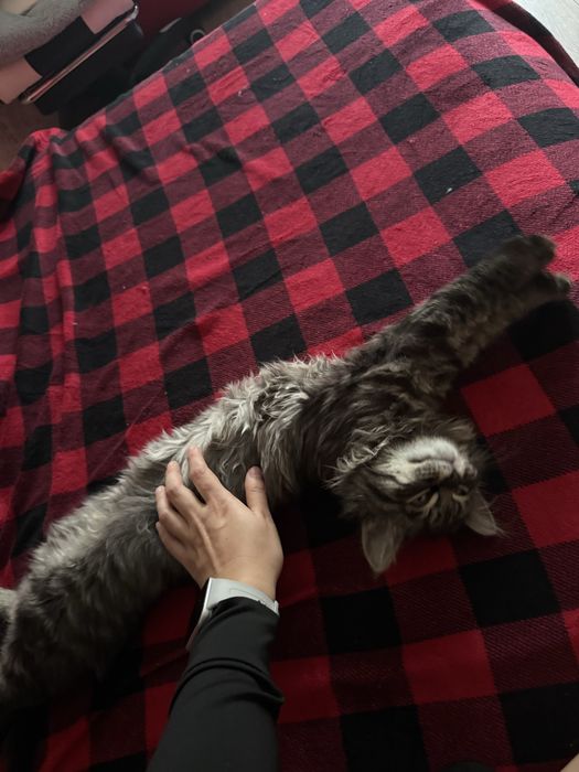 Срочно отдаем котенка в хорошие руки