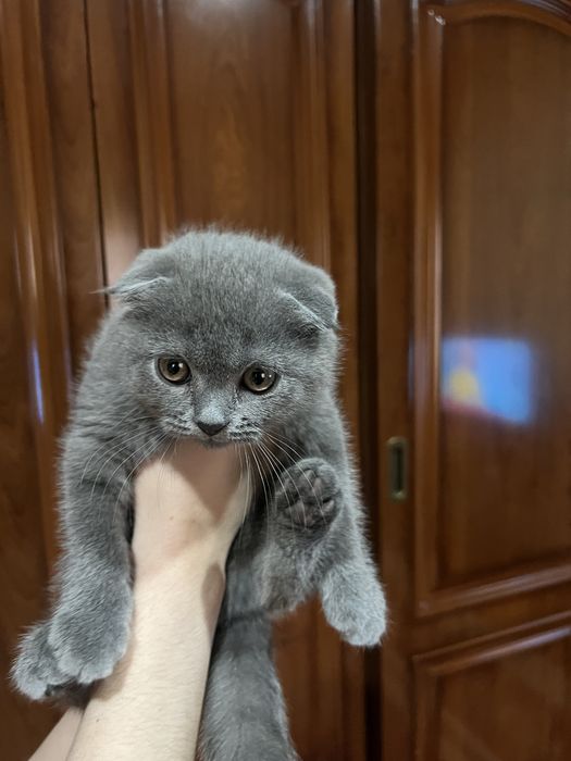 Mushuk sotiladi Zoti: Skotish fold