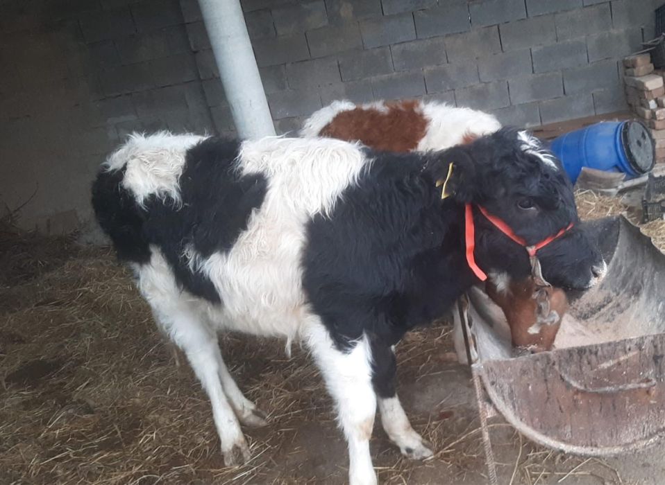 Тана сатылады дені сау