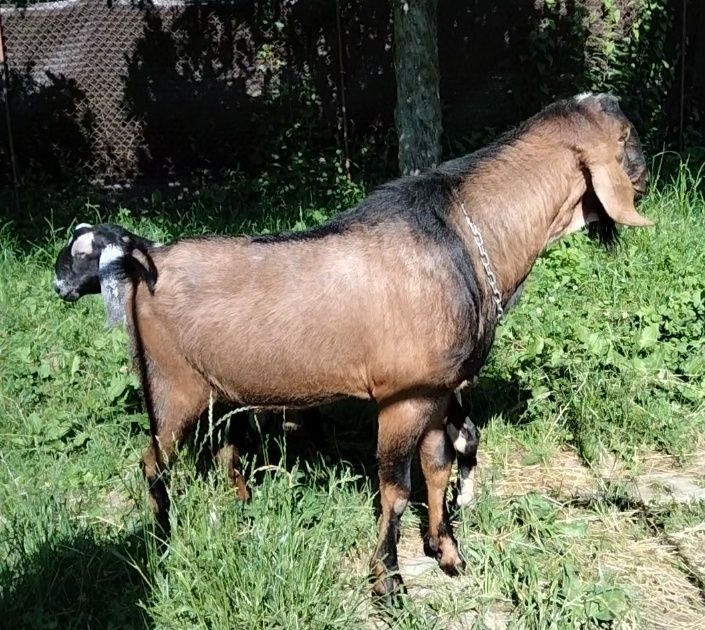 Țap Anglo Nubian cu pedigree