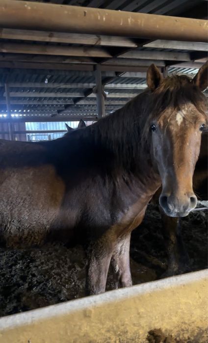 Айгырлар мощный 4 жасар