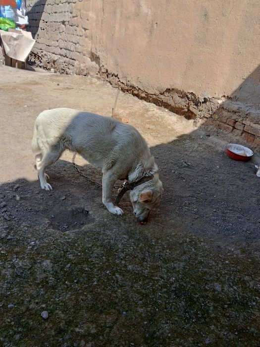 Умная собака отдам даром