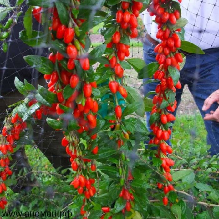 Гожи жуда фойдали ва қиммат.  кўчатлари акцияда