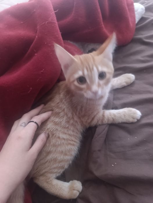 отдам двух котят