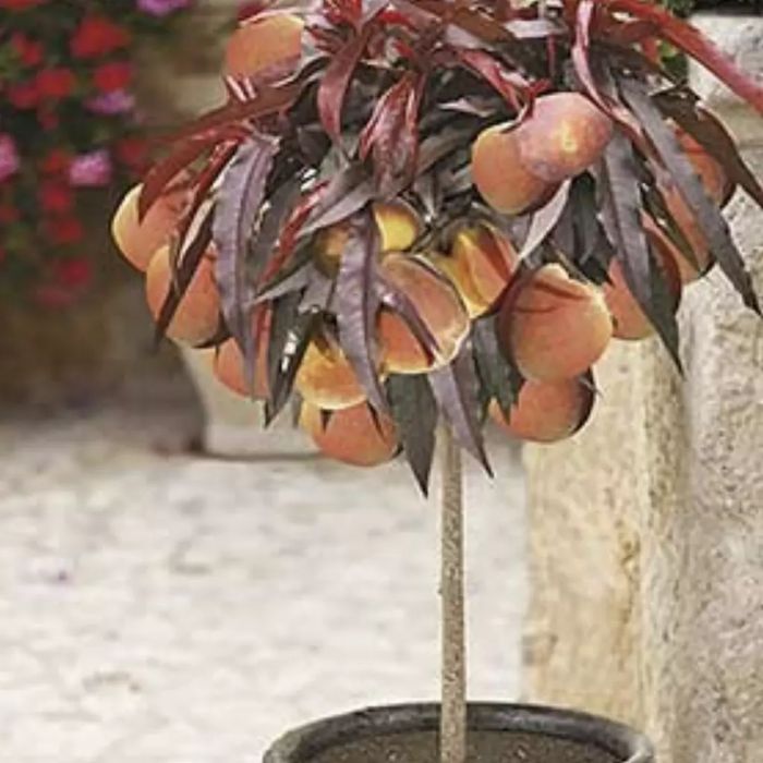 Piersic și Nectarin pitic cu frunză roșie ( Împăratul purpuriu )