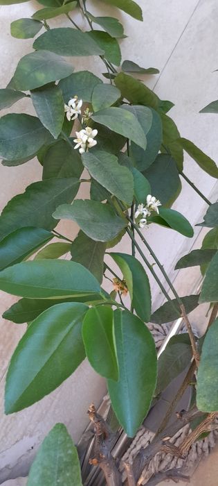 Лайм цитрус плодоноящий.