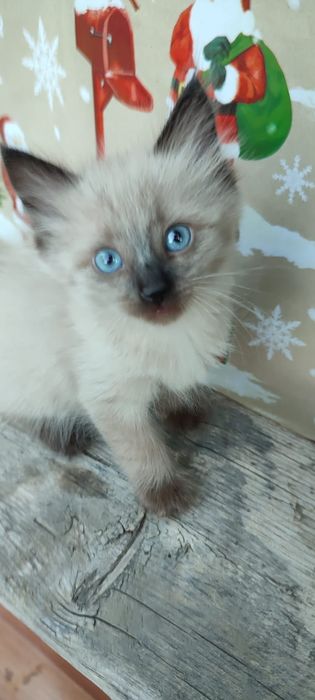 Продам котят сиамских