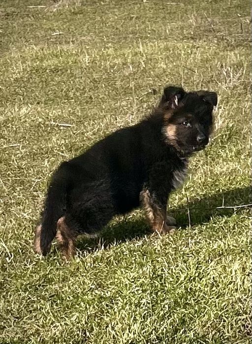 Кутрета “Немска Овчарка”