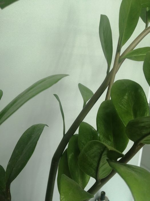 Цветы "долларовое дерево"