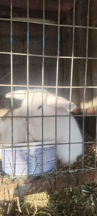 Кролики, карликовые, белые и шоко