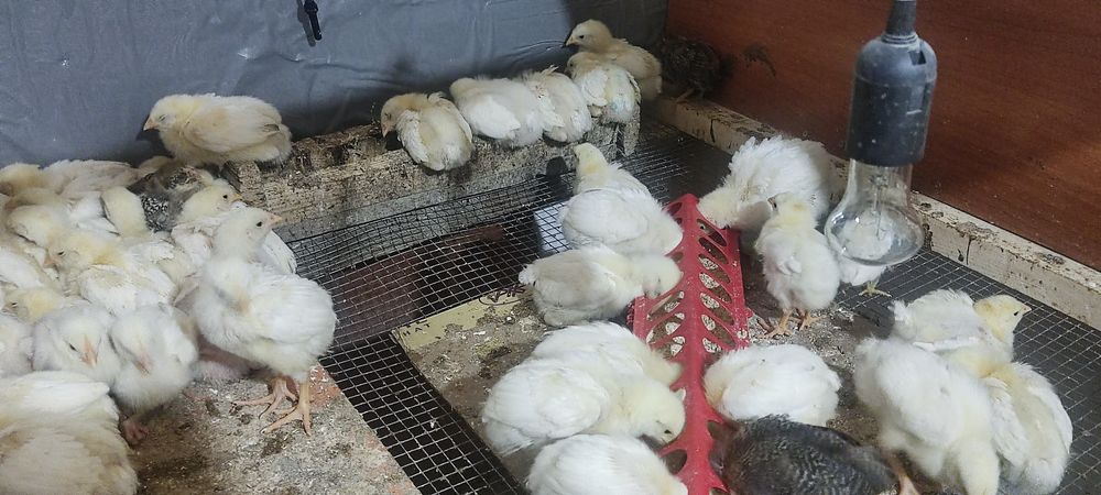 Продам цыплят бройлеров,