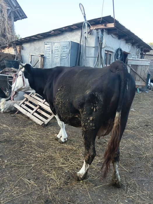 Vand vaca gestanta